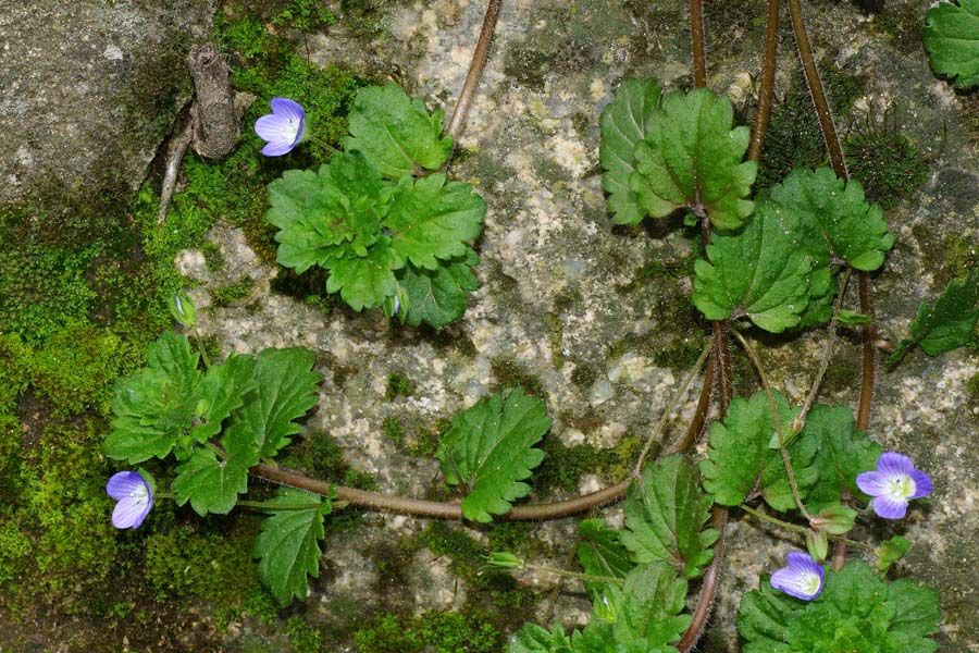 Veronica persica